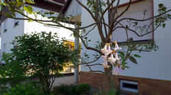 33586391___Paulownia_tomentosa_.thumb.JPG.879bffd0673147711c22221516269232.JPG