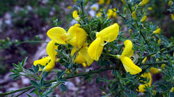 431900163___Cytisus_scoparius.thumb.JPG.52fc247a456705eb5b7f3db7c5b2ac4a.JPG