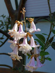 566282531___Paulownia_tomentosa.thumb.JPG.adada2f571ab0daeed680686bec6d37b.JPG