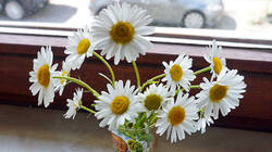813288724__Leucanthemum_delarbrei__2026.thumb.JPG.768c3bddb2da37623c86ebbd0fdef894.JPG