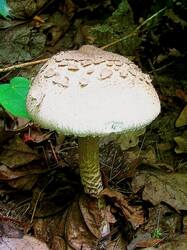 Зонтик высокий (Macrolepiota procera) (14).jpg