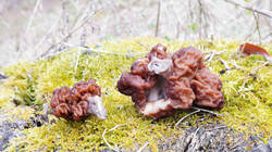 878712076_Gyromitra_esculenta__2026_0329.thumb.JPG.2601297ec1a990fe762710b8a9d86f0d.JPG