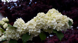 894958109___Viburnum_plicatum__202604_21.thumb.JPG.0a51d81a2e84aedb2f9d793ac0a179f0.JPG