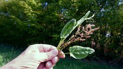 961709493___Rumex_acetosa.thumb.JPG.182434b43cdb8cadbbf8d4ab1a5554a3.JPG