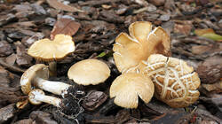 Agrocybe_praecox_AWP_20260405.thumb.JPG.b9b2457c129d714573c34a22b8ea1ac3.JPG