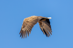 D73A4268.png