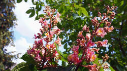 DSC04818.thumb.JPG.8377ffcfe8c56b27a4e22095a7e590ff.JPG