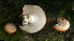 DSC04824.thumb.JPG.2b35add129ffc5d4e08c3a87d16444b0.JPG