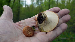 DSC04832.thumb.JPG.1f537cbe3006d3586462bd00ad348acb.JPG