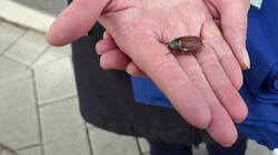 DSC04842.thumb.JPG.ee70da9da272d09a8e91c3b63433dc8a.JPG