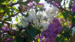 DSC04896.thumb.JPG.ff252de82a0a0cf3a94a75f4c4c74a38.JPG
