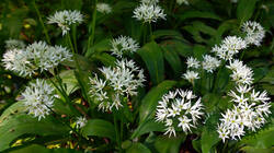 DSC04914.thumb.JPG.96ded4918a08ef3b46fd2ce98013c24a.JPG