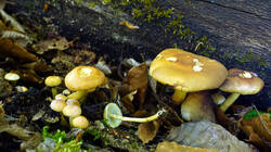 DSC04938.thumb.JPG.86f71092dabf043e5d5968e9382c02f0.JPG