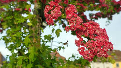 DSC04981.thumb.JPG.eade75409ec41fcc45b962f0f275f054.JPG