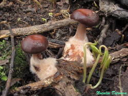 Gymnopus_vernus_NND_20230327-2.thumb.JPG.89135dfd27ee1025661e97ce8dd23f9b.JPG