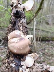 IMG_20260426_123820.thumb.jpg.a5e9855ce7d5fa0f02b9d103588c6896.jpg