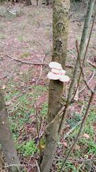 IMG_20260430_131226_425.jpg