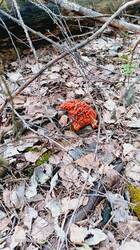IMG_20260430_153722_109.jpg