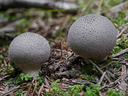 Lycoperdon_sp_SAE_20250816.thumb.jpg.4506dfe7b616b6433e01fa18170b7d1a.jpg