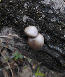 Pleurotus.thumb.jpg.4c86ecf7abffa800e670ec09e65ee1c7.jpg