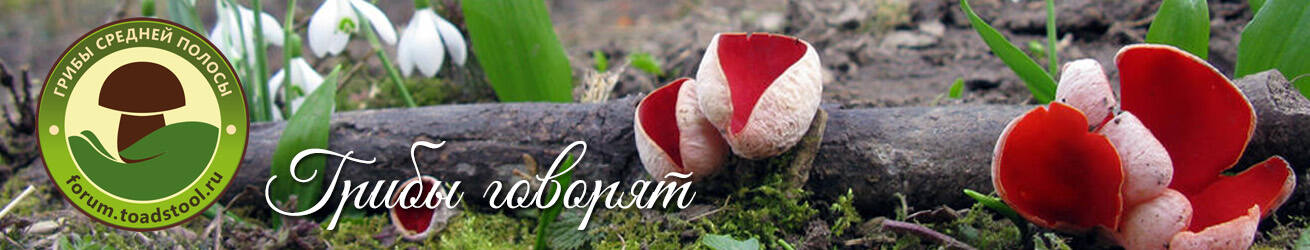 Грибы средней полосы