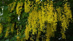 1006448625___Laburnum_alpinum__20260506.thumb.JPG.34d6859542f41e95930676c056474bc3.JPG