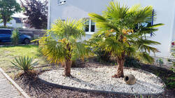 1023169272____Trachycarpus_fortunei__20260508.thumb.JPG.17602cc91e8eccd0aa4829c3e3abb66a.JPG