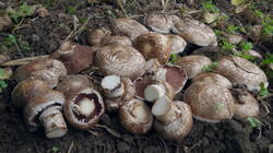 1047118488___Agaricus_cappellianus.thumb.JPG.92e7660bf80f3194b5c6cacd5caa2b57.JPG