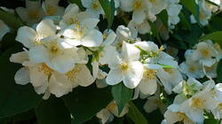 1064396742___Philadelphus_lewisii.thumb.JPG.46b1b099c203fbe27aaa1c97dfa4f76e.JPG