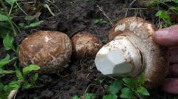 1086697656___Agaricus_cappellianus__.thumb.JPG.611ffc7fa7e7a5b940cd4d2a5ce65ad6.JPG