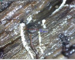 11.thumb.jpg.afea1ecc83a6c0ea60736ccc15a61c30.jpg