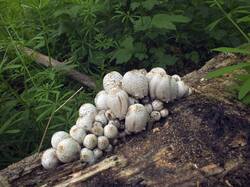 1101019940_Coprinopsis_strossmayeri_OK_20240428(2).thumb.JPG.f147043860b148be78d18cc7af5bd307.JPG