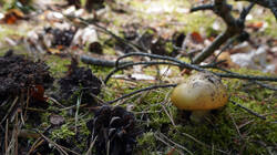 1121037347__-_Amanita_gemmata_2.thumb.JPG.1060ed427ba508c5d166d9f35d45e1e2.JPG