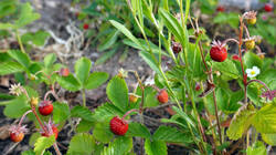 115894952___Fragaria_vesca__20260510.thumb.JPG.37abc9cf3d3b7f21f9f77c26408c1d70.JPG