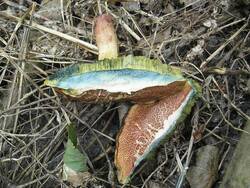 1169993025_Xerocomuschrysenteron(12).thumb.JPG.3babf939e3cf292cfa0b04450e709ec5.JPG