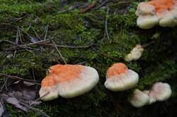 1191536860_26-05-12-.thumb.JPG.34cd49e0f0286d556aaeb37d59a7c95e.JPG