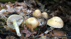 1206215387___Agrocybe_praecox__20260506.thumb.jpg.03e5cfca0959e6808c047344569985ad.jpg