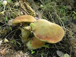 1222811652_Xerocomuschrysenteron(26).thumb.JPG.b1c644141ee70b724b3aaefdec224d84.JPG