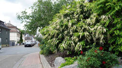 1240874790___Prunus_lusitanica__20260513.thumb.JPG.72993143e472f8e3932d192efc89cc6a.JPG
