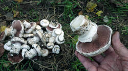 1346151160_Agaricus_bitorquis_AWP_202409_27.thumb.JPG.022849303c2293ebff850cc71389edf6.JPG