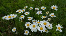 1353709049__Leucanthemum.thumb.JPG.10802ce0da946b3f80373a3a237721ce.JPG