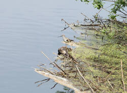 1400_DSC8162.thumb.jpg.7197ff14ad03dbf798617cc6b8cc4066.jpg