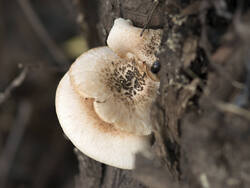 1400_DSC8718.thumb.jpg.d7bc0d4eae5abd0793af2aaa7b92cc75.jpg