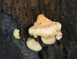 1400_DSC8788.thumb.jpg.38116feb50b76ad077ad50da1a2a8f9b.jpg
