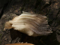 1400_DSC9000.thumb.jpg.113d2e1c2e2c0bc93fc6582fcd0c8a1d.jpg