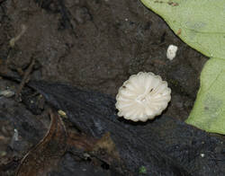 1400_DSC9005.thumb.jpg.ee478e67f5bde9208a0358c68092f1cc.jpg