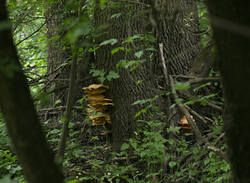 1400_DSC9012.thumb.jpg.36abbbb817207b2b0b576978b2406bd3.jpg