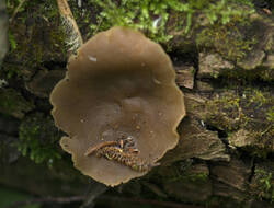 1400_DSC9015.thumb.jpg.ba0d138b4667e91fcec789cb296cbd62.jpg