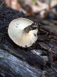 1449872711___Lentinus_arcularius_.thumb.JPG.76000031a52fed7ca3bf6ec8ab90a9c8.JPG