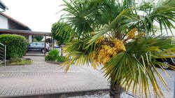 145389398____Trachycarpus_fortunei__20260506.thumb.JPG.53784a2369088f0b1036fe35b8164654.JPG